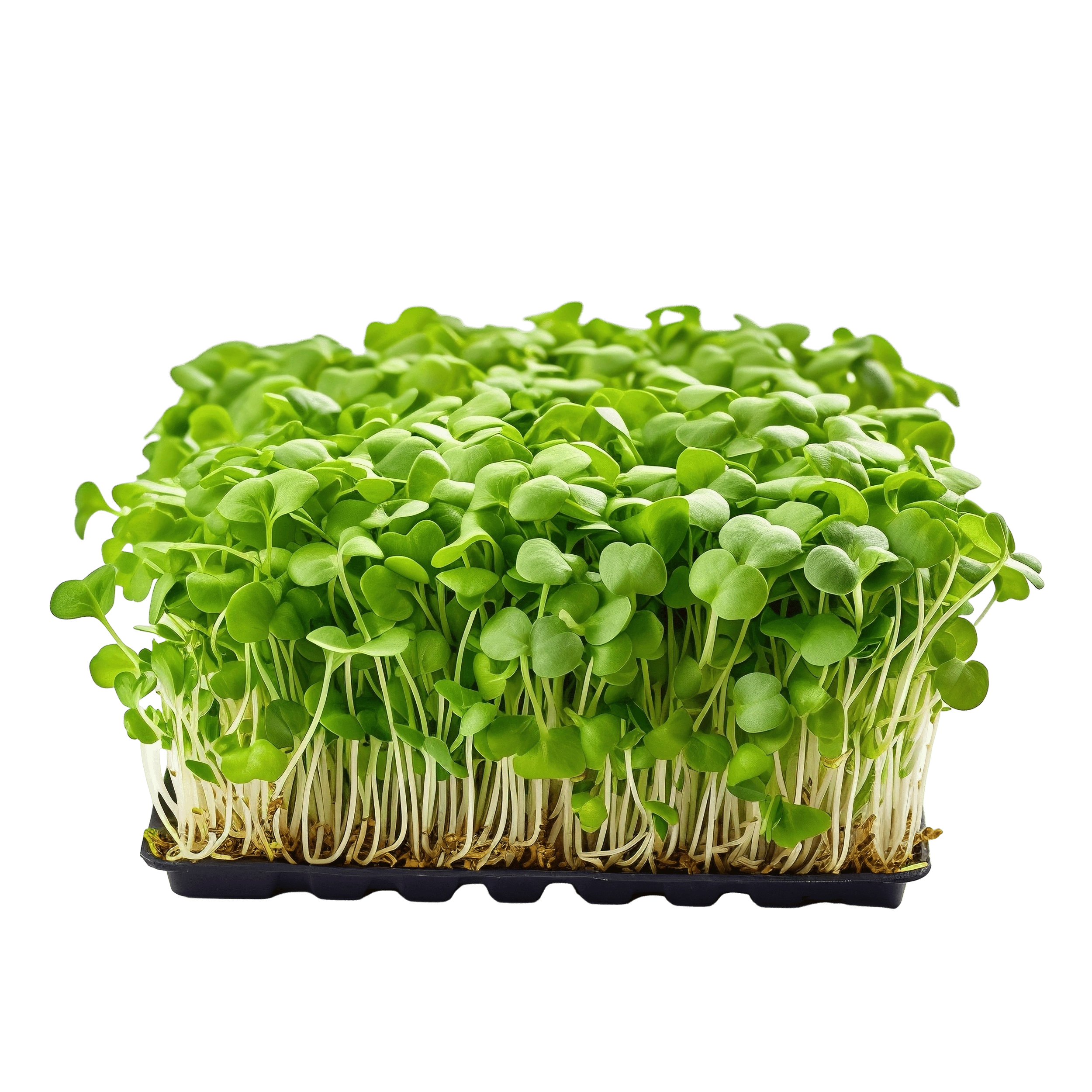 Thanikan Farms Fresh Living Microgreens
