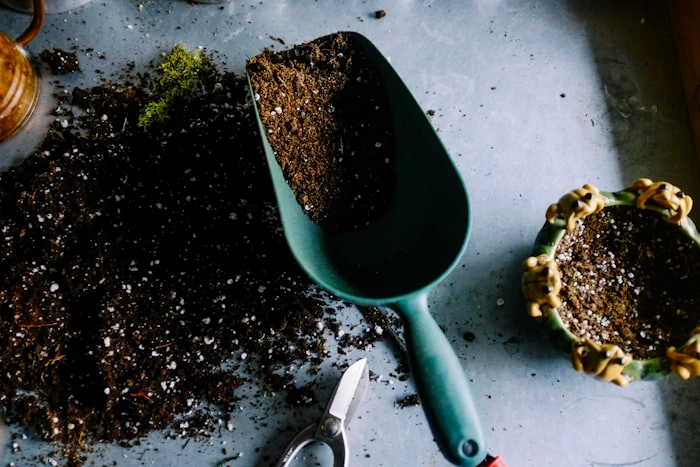 Blackout Germination