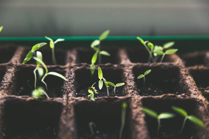 Seed Selection & QC