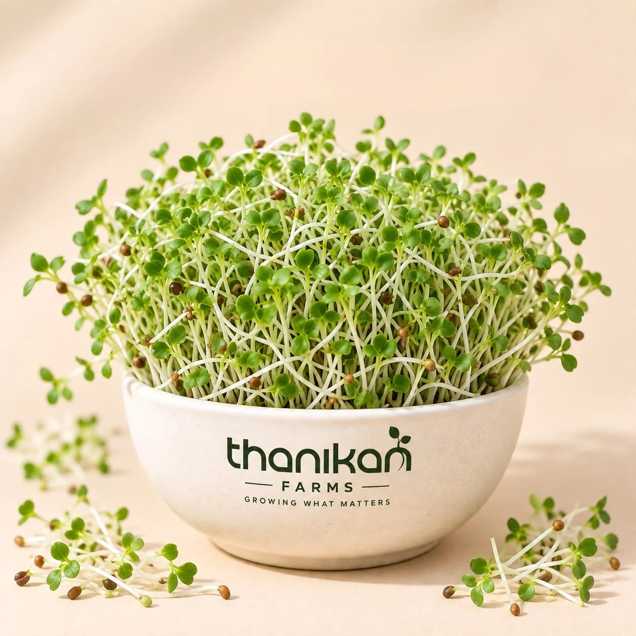 Alfalfa Microgreens grown in Tiruchengode at Thanikan Farms