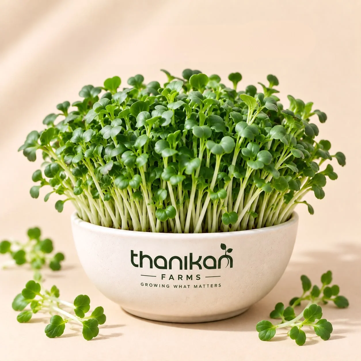 Broccoli Microgreens grown in Tiruchengode at Thanikan Farms