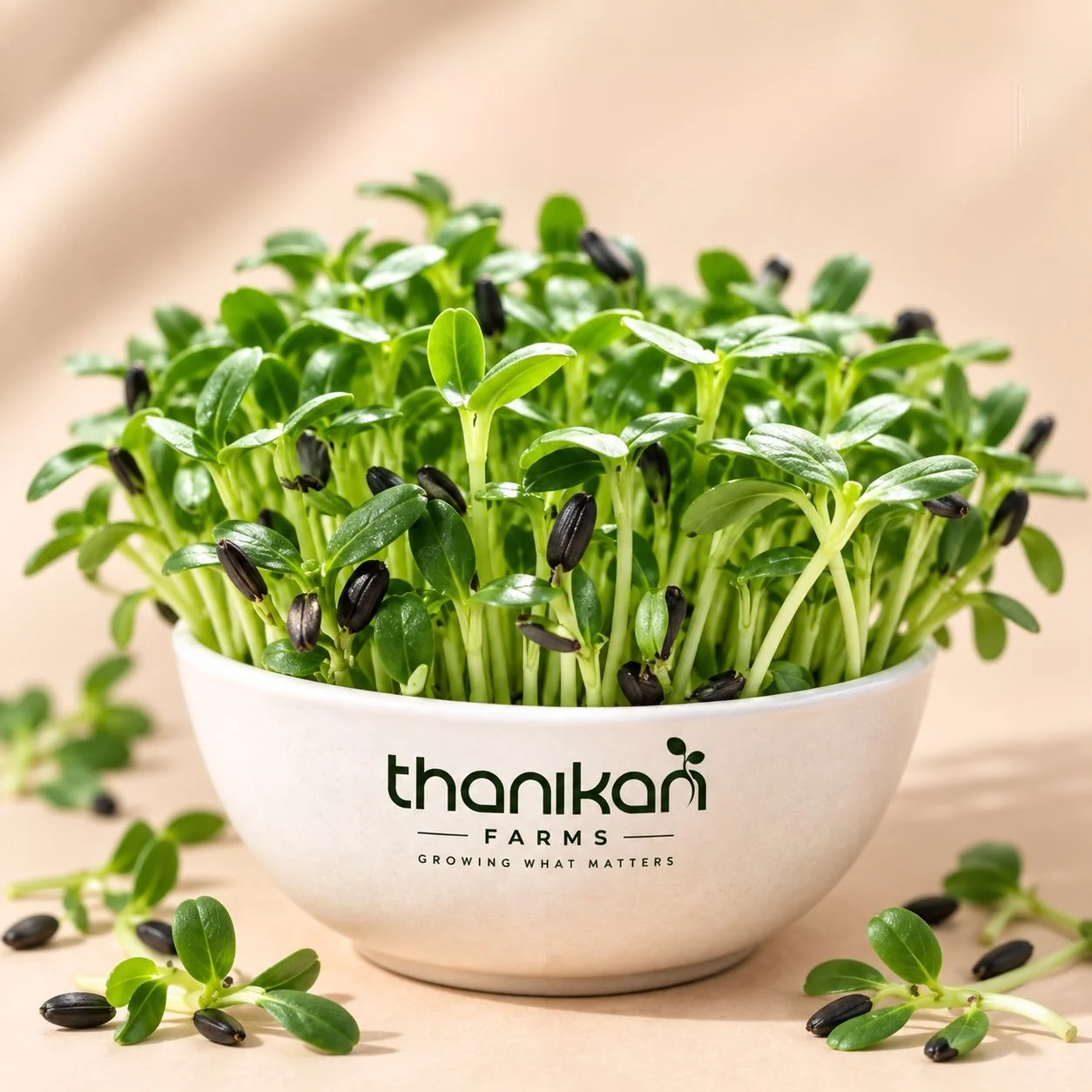 Green Amaranth Microgreens grown in Tiruchengode at Thanikan Farms
