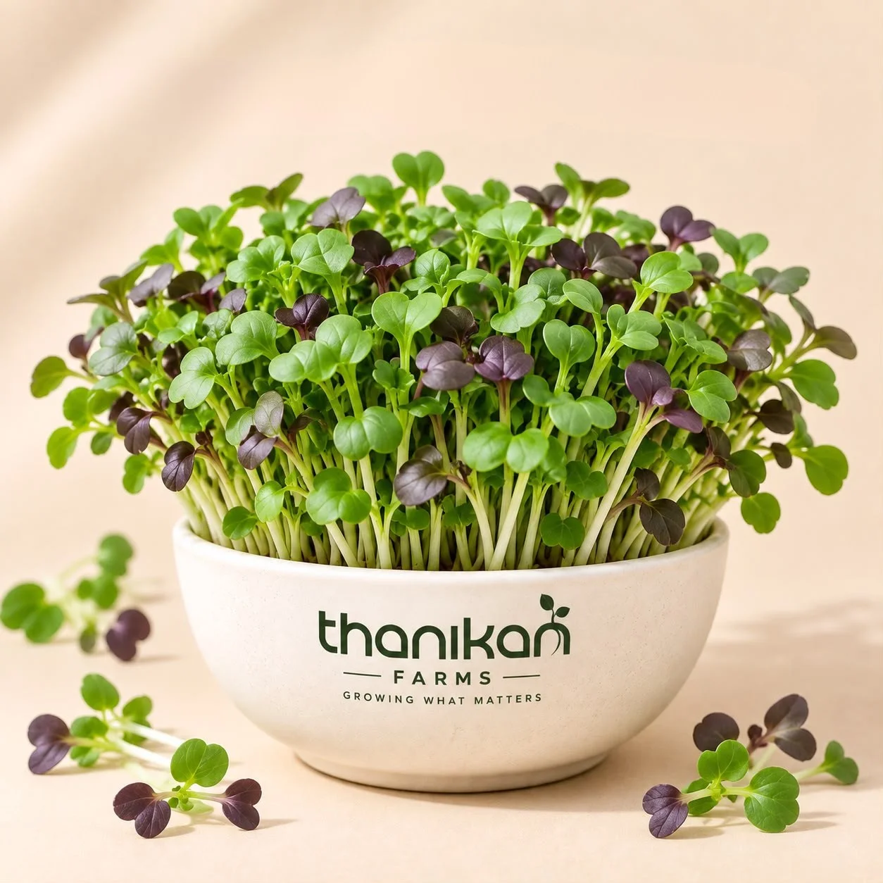 Mustard Microgreens grown in Tiruchengode at Thanikan Farms