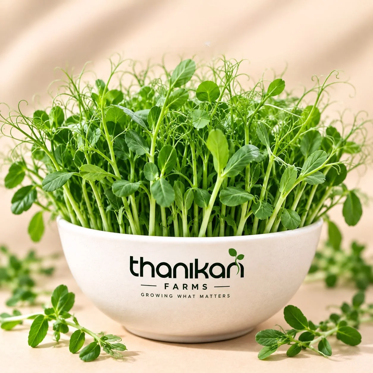 Pea Shoots Microgreens grown in Tiruchengode at Thanikan Farms