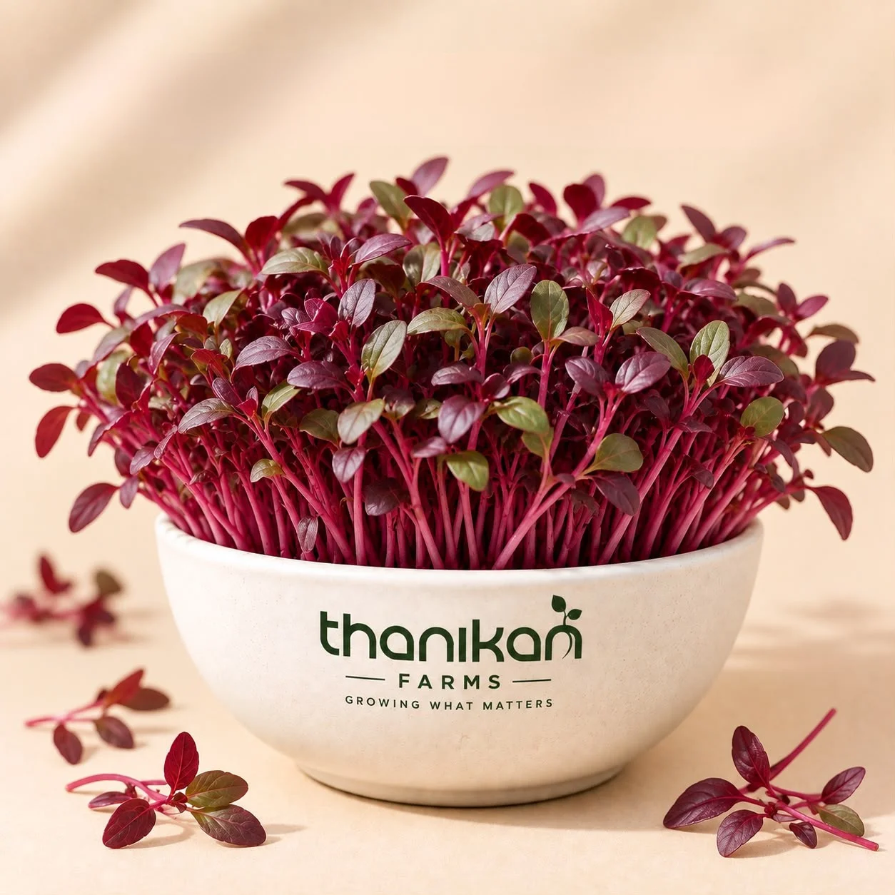 Red Amaranth Microgreens grown in Tiruchengode at Thanikan Farms