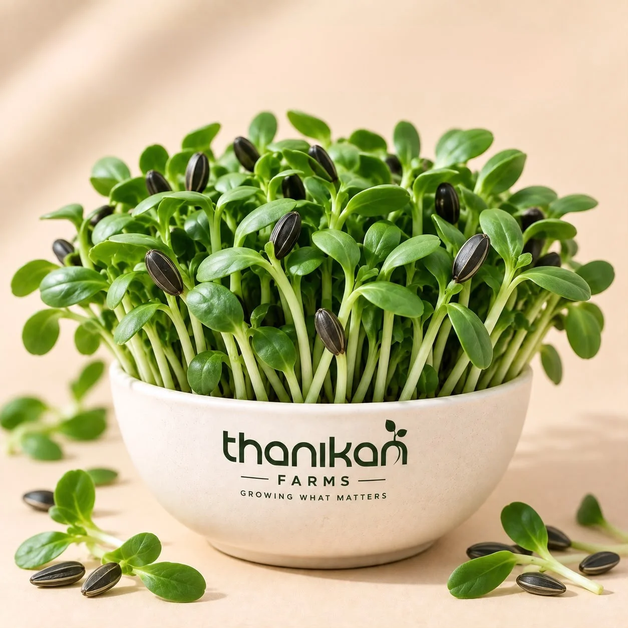 Sunflower Microgreens grown in Tiruchengode at Thanikan Farms