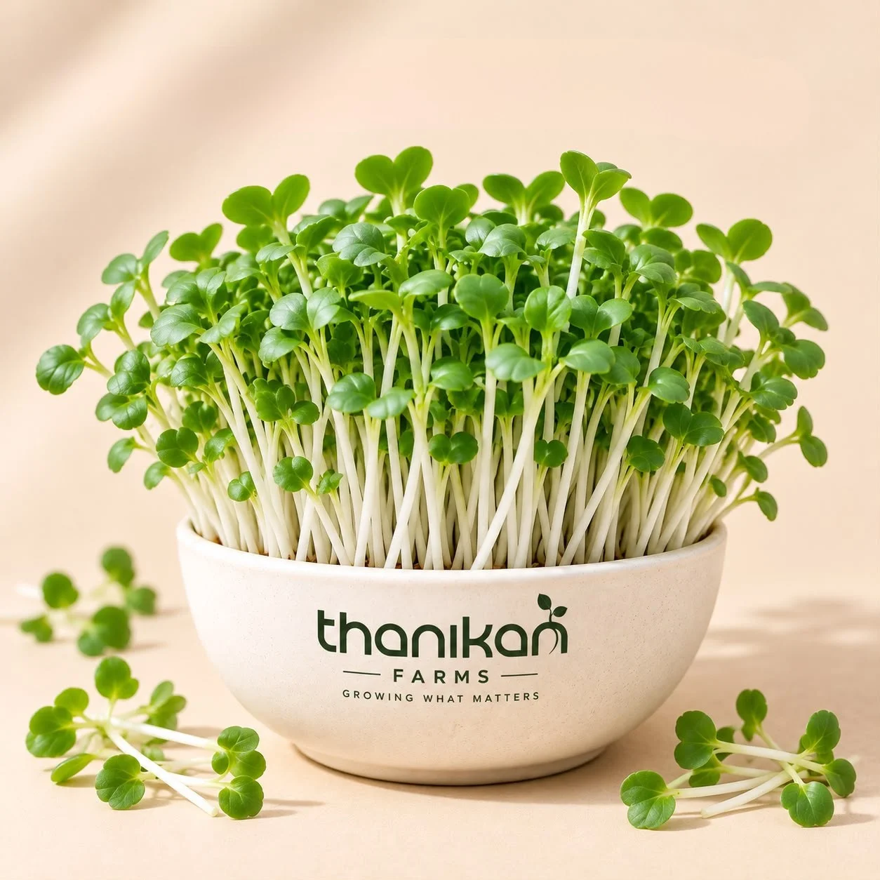 White Radish Microgreens grown in Tiruchengode at Thanikan Farms